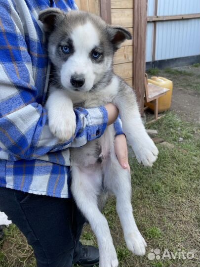 Щенки хаски