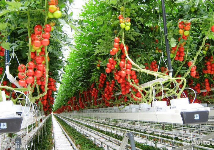 Сортировщицы вахта