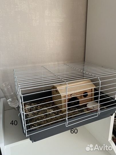 Морская свинка девочка + клетка