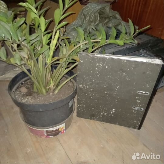 Замиокулькас