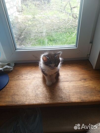 Котята в дар
