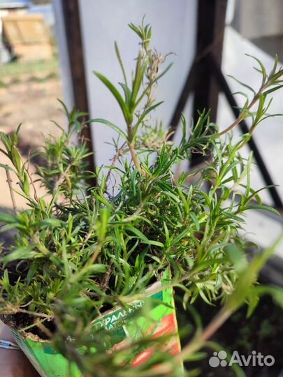 Многолетники почвопокровные:очиток,гвоздика,флокс