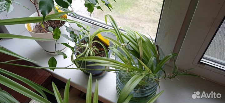 Отдам в дар растения Хлорофитум