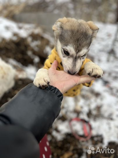 Щенок в добрые руки