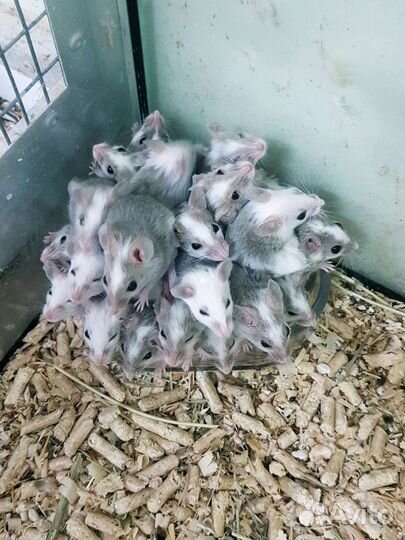 Мастомисы разного возраста