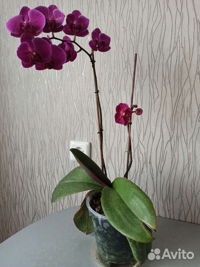 Орхидея фаленопсис бабочка