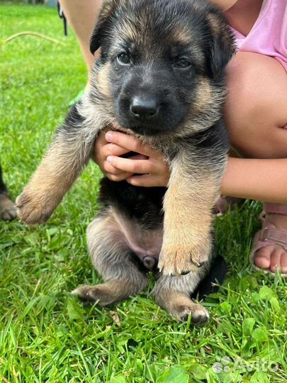 Щенки немецкой овчарки