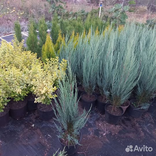 Можжевельник