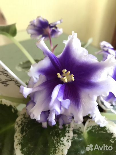 Сортовые фиалки