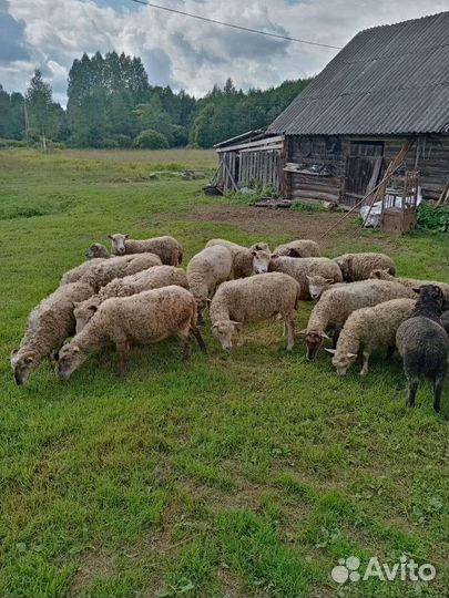 Овцы,бараны,ягнята