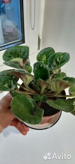 Продам фиалки