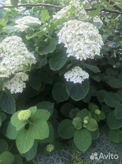 Многолетние Цветы.Гортезия Стронг Анабель