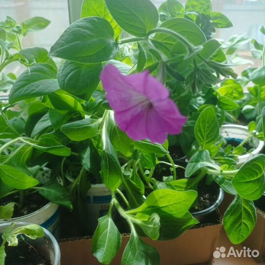 Петуния многоцветковая