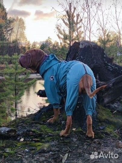 Дождевик для собаки девочки