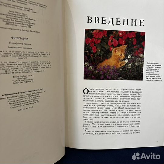 Шнек М. Котята