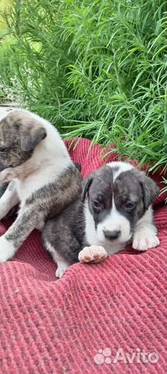 Щенки питбуля