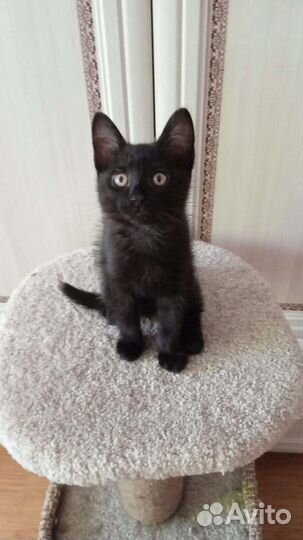 Котёнок добрые руки