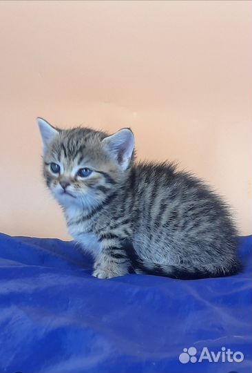 Котик манчкин стандарт