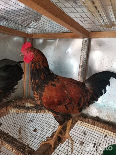 Куры и петухи мастергрейс, кучинский петухи