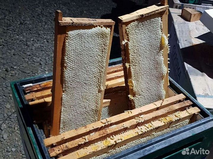 Мёд Мед с личной пасеки Стальмакова разный