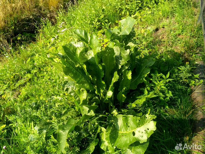 Хрен свежий