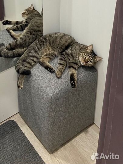 Кот