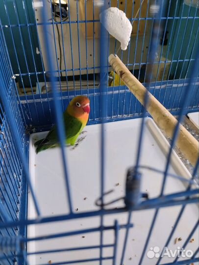 Попугай Корелла, неразлучник Фишера, волнистый