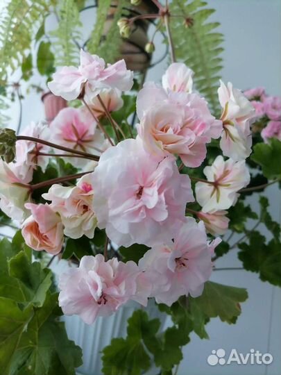 Пеларгония Леона Галактика