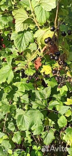 Черная смородина ягода свежая