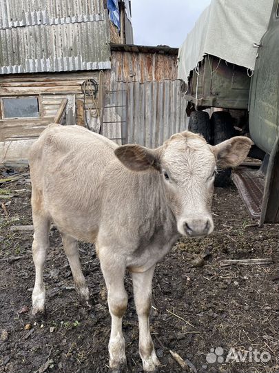 Телята телочки