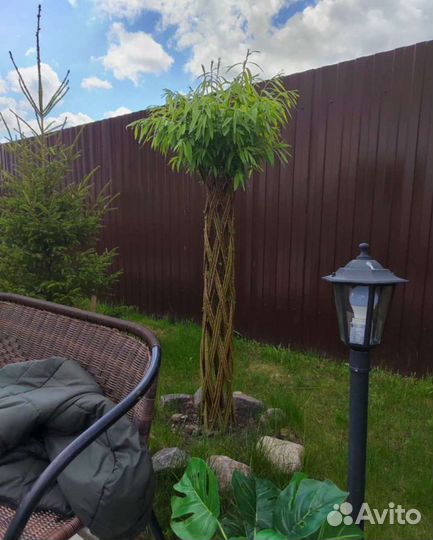 Плетёная ива на штамбе, русская пальма