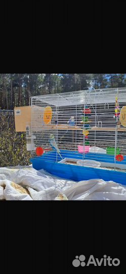 Волнистые попугайчики