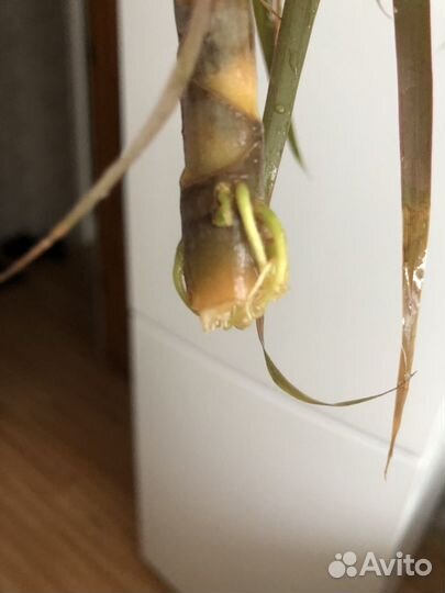 Пальма драцена