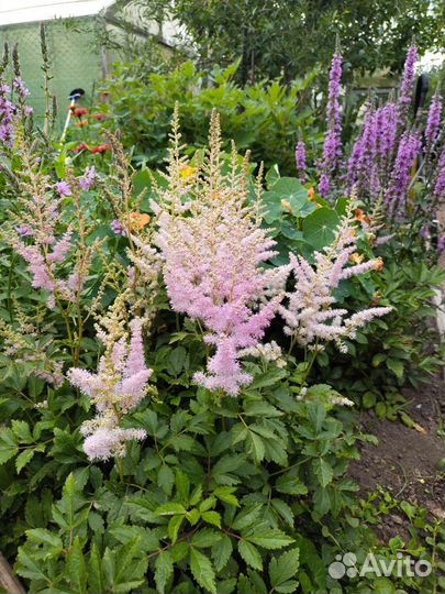 Астильба розовая