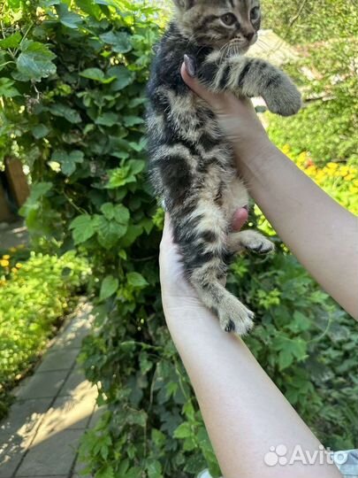 Котенок бенгальский