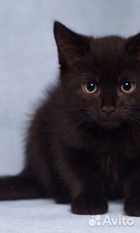 Котенок черный