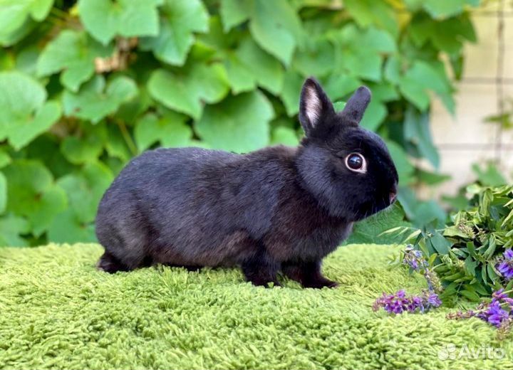 Кролик карликовый