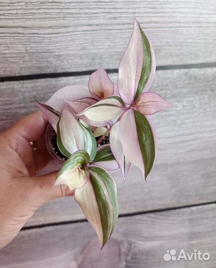 Традесканция зебрина дисколор мультиколор