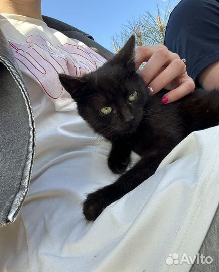 Девочка котёнок