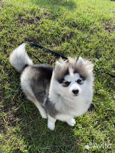 Дрессировка собак кинолог