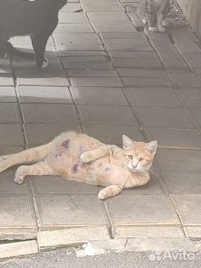 Кошка в беде