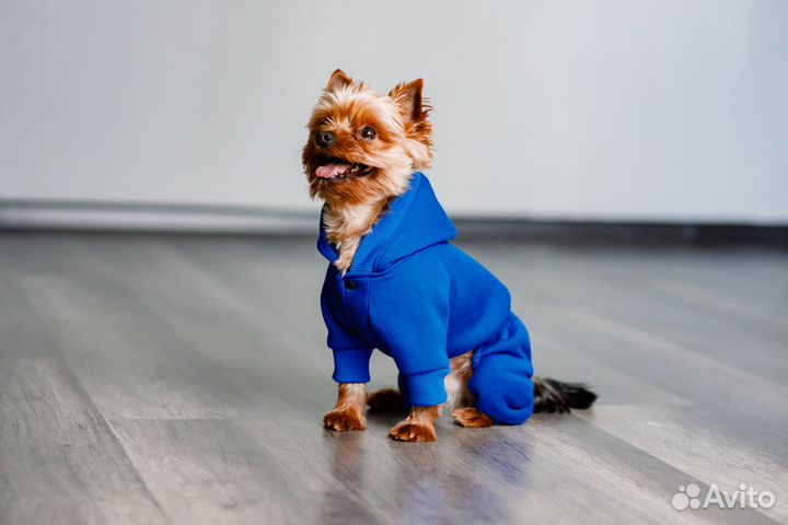 Одежда для животных