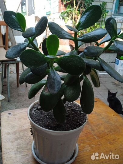 Крассула толстянка денежное дерево