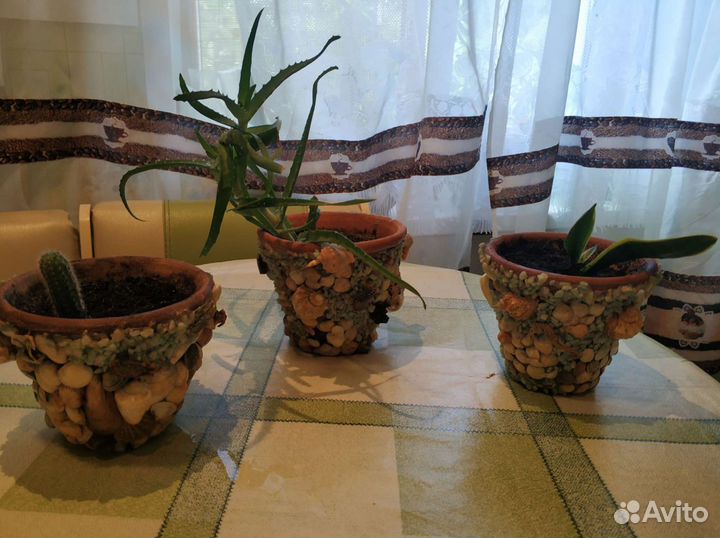 Комнатные цветы