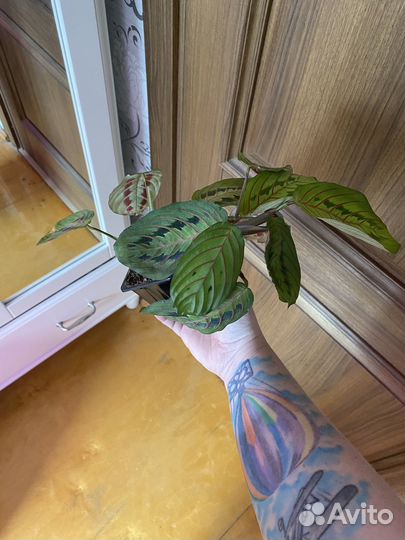 Маранта триколор