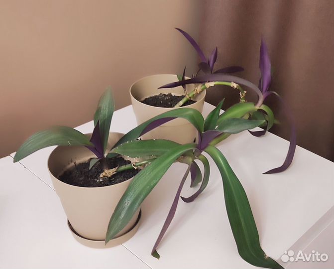 Рео растение