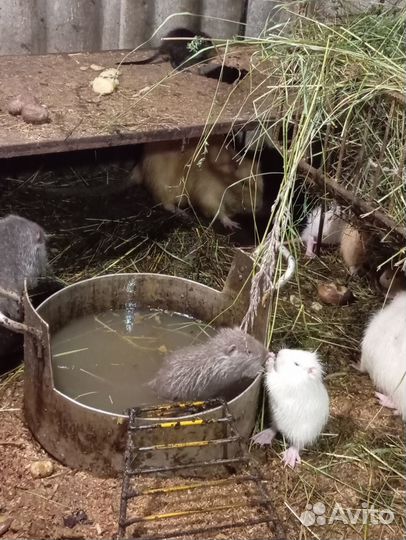 Продам нутрий