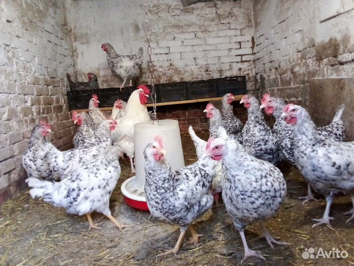 Инкубационное яйцо