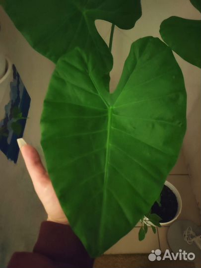 Алоказия Слоновье ухо Клобучковая Пахучая