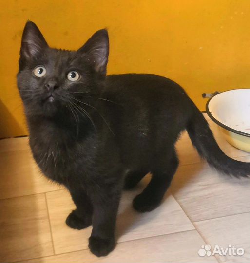 Кошечка Наоми 8 мес